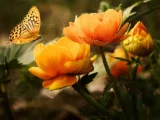 Blütenpracht das ganze Jahr über: So gestalten Sie einen saisonalen Garten